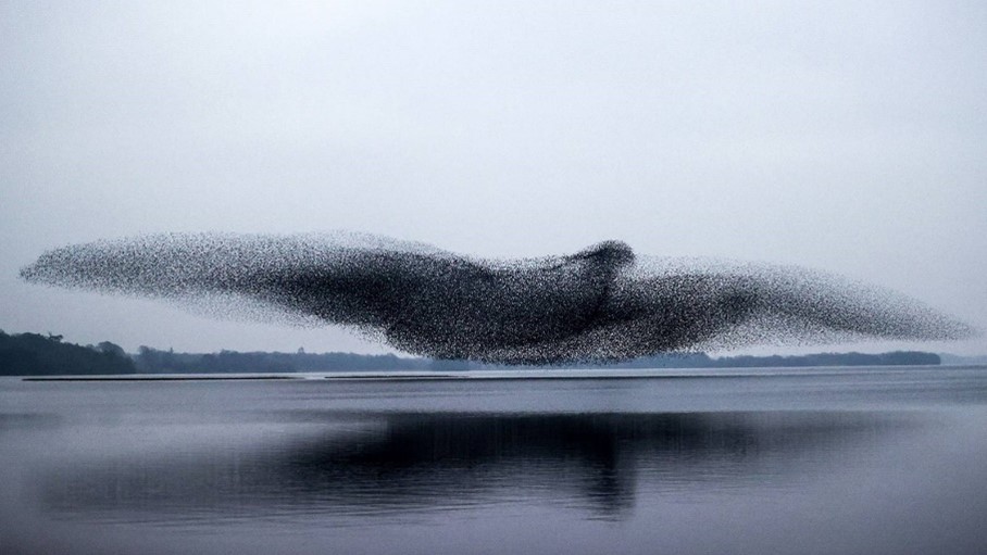 Murmuration